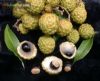 Dimocarpus didyma / alupag